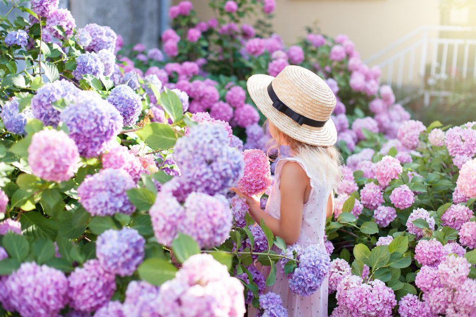 Fotografija: Na seznamu poletnih cvetočih grmovnic so hortenzije nepogrešljive. FOTO: Maryna Andriichenko/Gettyimages