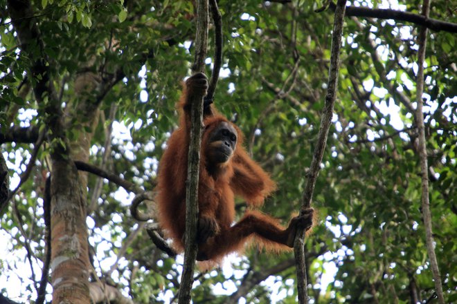 Orangutan je uporabil liste rastline akar kuning. FOTO: Antara Foto Via Reuters