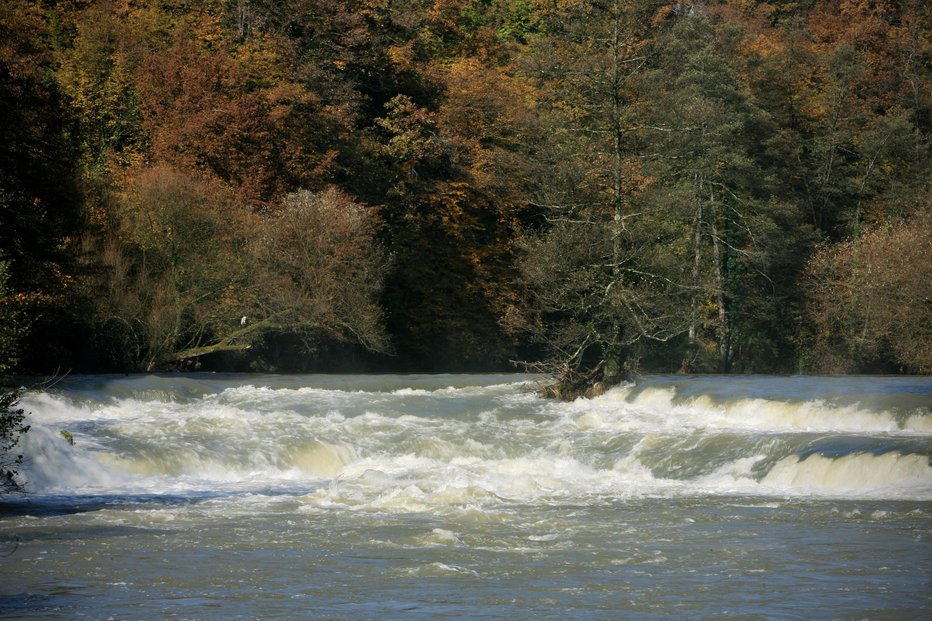 Fotografija: Reko Krko obiščejo tudi labodi. FOTO: Uroš Hočevar
