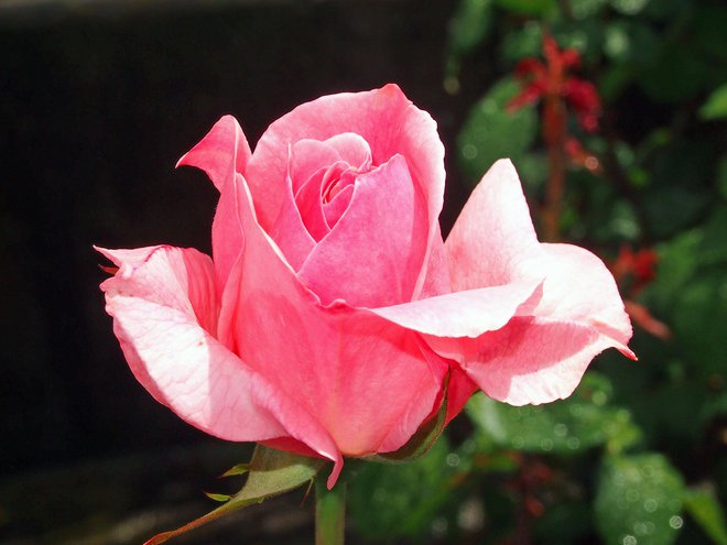 Elizabetina vrtnica ima prijeten in nežen vonj. FOTO: Akimari/Getty Images