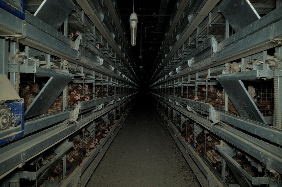 Fotografija: Četrt milijona kokoši pri nas še vedno živi v takšnih razmerah. FOTO: arhiv AETP