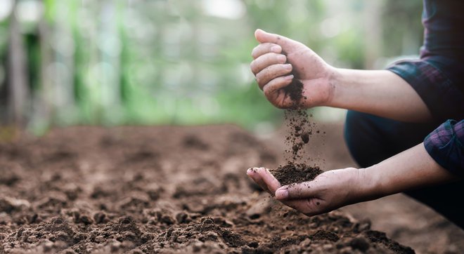 Za večjo populacijo deževnikov zemljo gnojite z naravnimi gnojili ali kompostom. FOTO: Sakorn Sukkasemsakorn/Getty Images