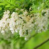 Cvetovi akacije za dobro prebavo in zdrava dihala (tako jih lahko uporabite)