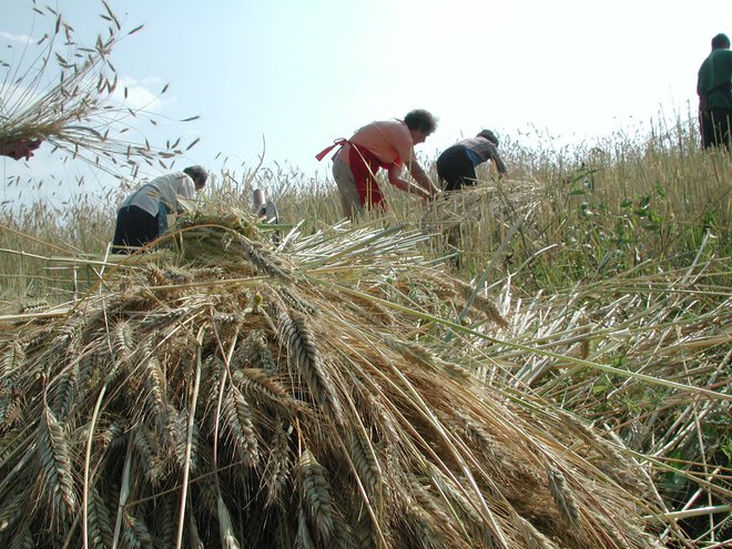 Ko je prišla na vrsto žetev rži, je tudi na Koroškem to predstavljalo skupinsko praznovanje celotnega kraja. FOTO: Špela Ankele