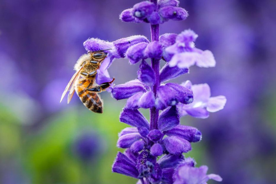 Fotografija: Svetovni dan čebel so Združeni narodi na pobudo Slovenije razglasili leta 2017. FOTO: Midori Photography/Shutterstock