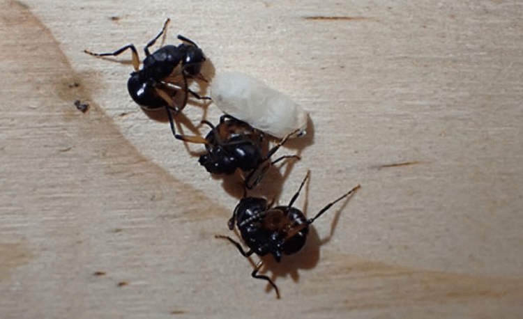 Fotografija: Mravlje so se zvile v nenaravne položaje, kakor da so mrtve.