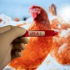 Panika zaradi virusa H5N1: v ZDA zabeležili že drugi prenos z živali na človeka
