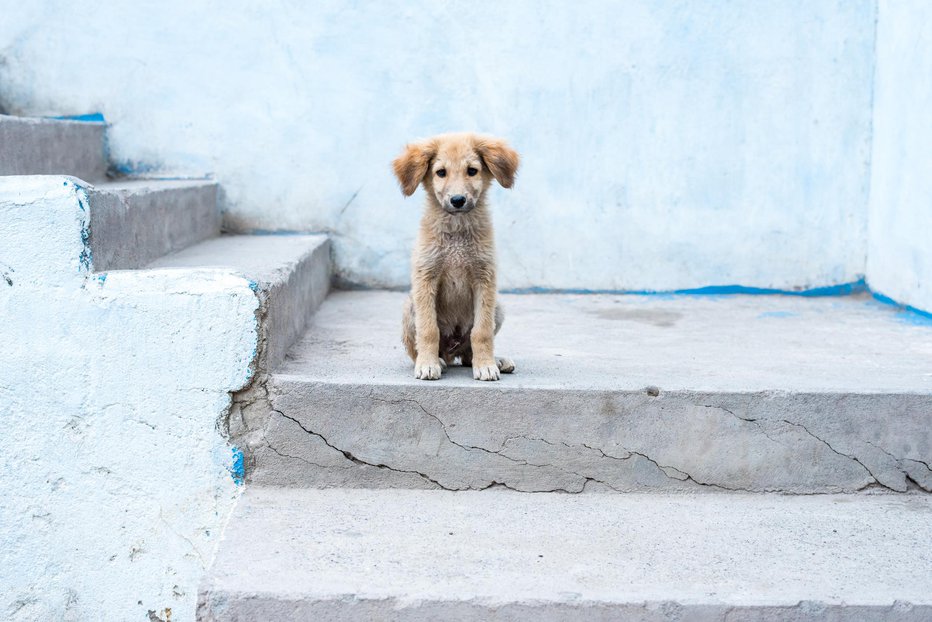 Fotografija: Živali potrebujejo primerno oskrbo. FOTO: Gunnerl Getty Images/istockphoto